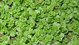 Micranthemum umbrosum (J.F.Gmel.) S.F.Blake