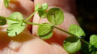 Micranthemum umbrosum