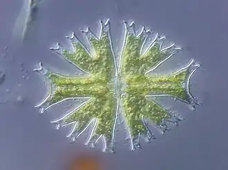 Micrasterias furcata