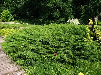 Microbiota decussata (hábito).