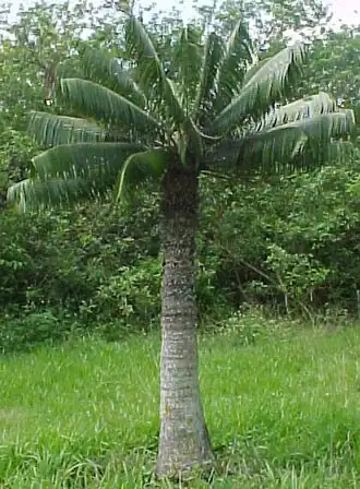 Microcycas calocoma.