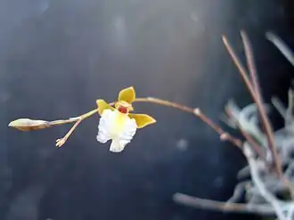 Microepidendrum subulatifolium