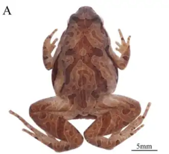 Holótipo macho da espécie