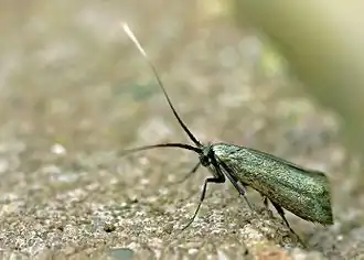 Micropterix calthella ©Entomart.ins