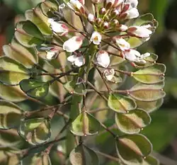 Fruto de Thlaspi arvense, uma síliqua deiscente.