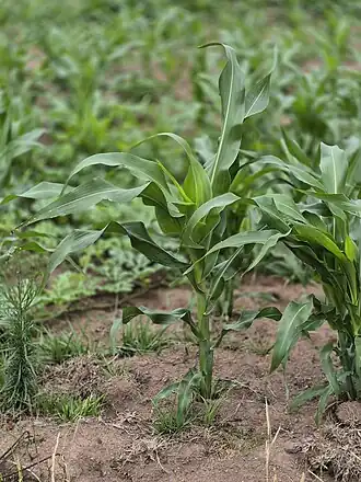 Pé de milho, ou abati, em plantação