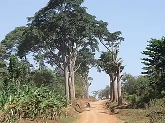 Milicia excelsa à beira da estrada no distrito Manafwa, em Uganda(Muito presente no estado do Rio de Janeiro ocupando 89% de seu território )