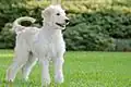 Goldendoodle, um cruzamento entre Golden Retriever com Poodle