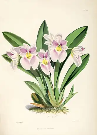 Miltoniopsis vexillaria (espécie-tipo)