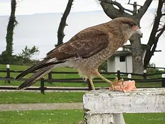 Milvago chimango temucoensis