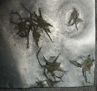 Fósseis de Mimetaster