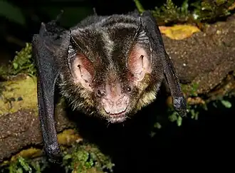 Gardnerycteris crenulata