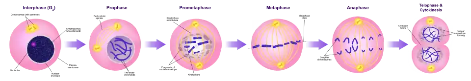 A diagram of the mitotic phases