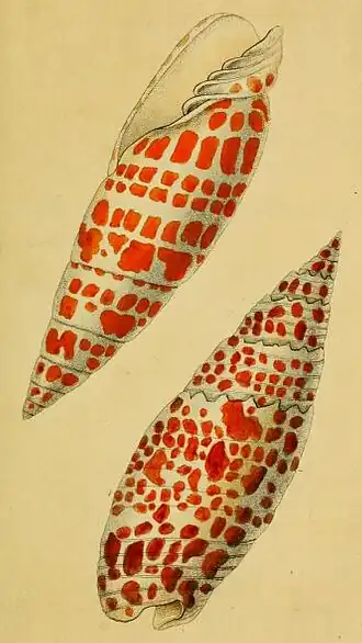 Ilustração de M. mitra (acima) e M. papalis (abaixo), tiradas da obra The Naturalist's Miscellany, de George Kearsley Shaw, e classificadas no gênero Voluta, por Carolus Linnaeus, em 1758.[1] Observe as fortes pregas columelares do espécime acima.