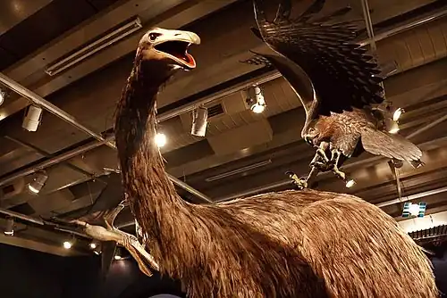 Exposição de uma águia-de-haast atacando uma moa, Museu da Nova Zelândia Te Papa Tongarewa