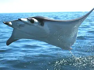 Mobula sp.