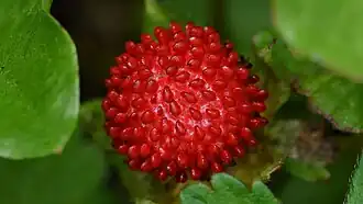 P. indica em Guelph, Canadá.