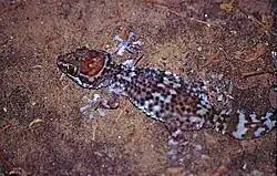 Vista dorsal de um adulto selvagem