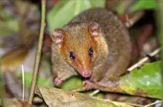 Espécime avistado em 2019