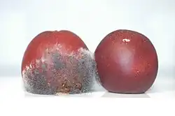 Uma está completamente contaminada, a outra em parte. Muitas pessoas eliminariam a parte com o fungo e comeriam o restante. Um grande erro.