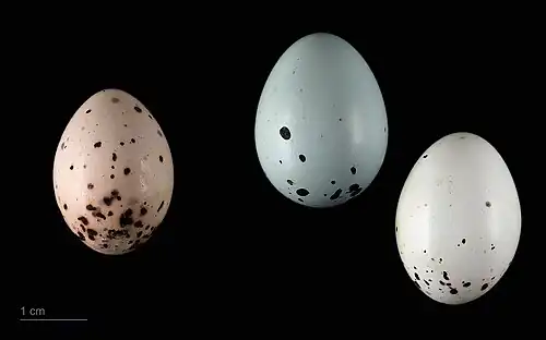 Ovos de Molothrus bonariensis - MHNT