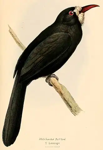 Espécime descrito em 1841 num desenho de William Swainson para A selection of the birds of Brazil and Mexico