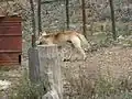Híbrido dingo-cão, cruzamento entre dingo com cão.