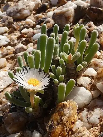 Monilaria moniliformis