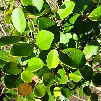 Monimiastrum globosum