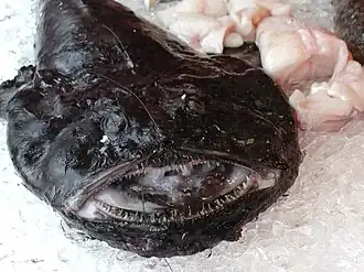 Lophius piscatorius.