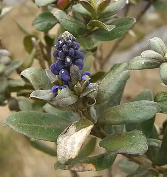 Monnina salicifolia