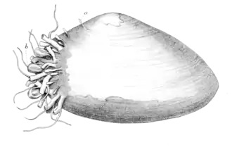 Monobrachium parasitum