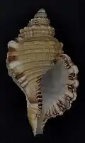 Fotografia da concha de M. parthenopeus, sem o perióstraco; da coleção do Museu de História Natural de Leiden.