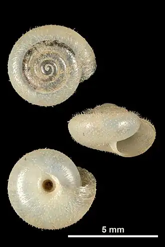 Montserratina becasis