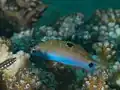 Thalassoma lunare (Linnaeus, 1758) (Jovem)