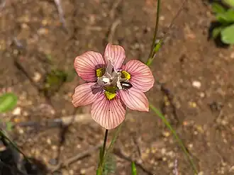 Moraea tricolor