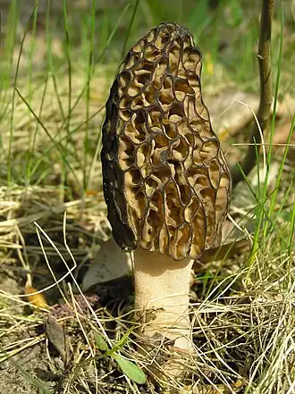 Morchella conica, Polónia