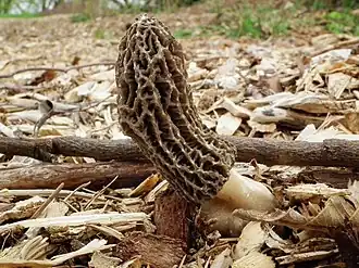 Morchella importuna em Seattle, Washington, EUA