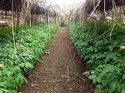 Viveiro de Moringa stenopetala no Guraghé.