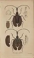 Ilustração de M. phyllodes por J. J. Hagenbach (1825), retirado do texto Mormolyce, Novum Coleopterorum Genus Descriptum.[12]