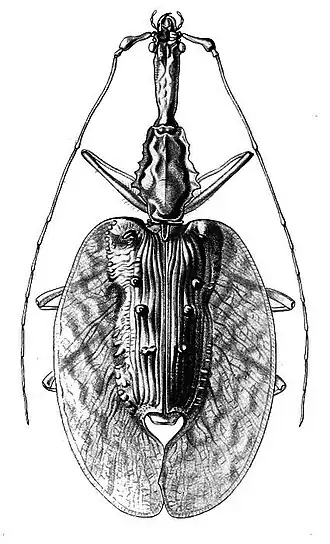 Ilustração de M. phyllodes, retirada de Annales de la Société Entomologique de France.