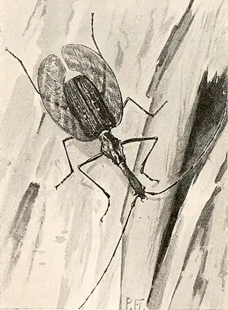 Ilustração de M. phyllodes, retirada de Brehms Tierleben. Allgemeine kunde des Tierreichs.