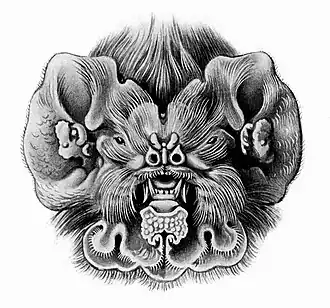 Mormoops blainvillii