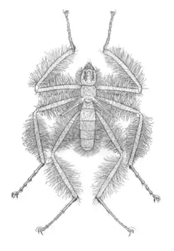 Mormotomyia hirsuta (macho).