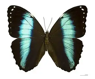 M. helenor, subespécie helenor (macho - vista superior)