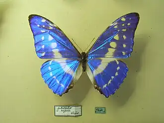 Efeito iridescente das asas de exemplar macho de M. cypris exposto em museu.