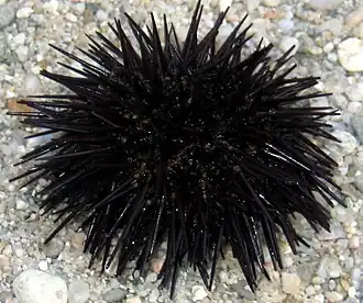 Ouriço-negro (Arbacia lixula).