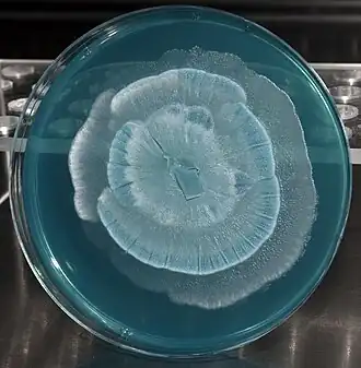 Mortierella sp., mostrando o crescimento zonado característico deste género.