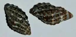 Dois espécimes de conchas de C. nodulosa coletados em Ubatuba, São Paulo.