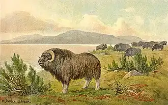 Boi-almiscarado por Heinrich Harder, ca 1920